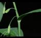 Polygonatum biflorum