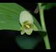 Polygonatum biflorum