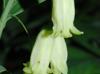 Polygonatum biflorum