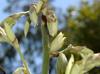 Yucca cernua