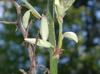 Yucca cernua