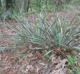 Yucca louisianensis