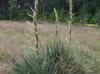 Yucca louisianensis