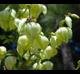 Yucca louisianensis