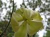 Yucca louisianensis