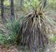 Yucca louisianensis