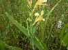 Canna glauca