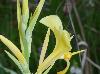 Canna glauca