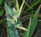 Canna glauca