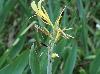 Canna glauca