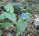 Commelina communis