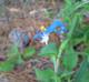 Commelina communis