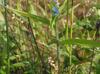 Commelina diffusa