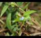 Commelina diffusa