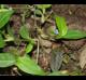 Commelina diffusa