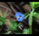 Commelina diffusa