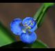 Commelina diffusa