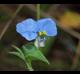 Commelina erecta