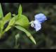 Commelina erecta