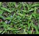 Commelina erecta