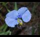 Commelina erecta