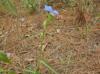 Commelina erecta