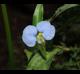 Commelina erecta