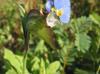 Commelina erecta