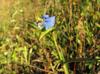 Commelina erecta