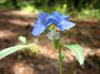 Commelina erecta