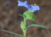 Commelina erecta