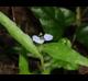 Commelina erecta