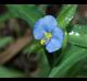 Commelina erecta