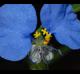 Commelina erecta