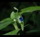 Commelina erecta