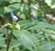 Commelina virginica