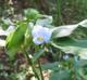 Commelina virginica