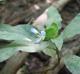 Commelina virginica