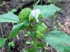 Commelina virginica