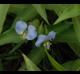 Commelina virginica