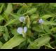 Commelina virginica