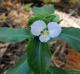 Commelina virginica