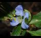 Commelina virginica