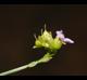 Murdannia nudiflora