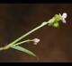 Murdannia nudiflora