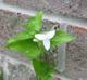 Tradescantia fluminensis