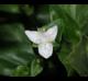 Tradescantia fluminensis