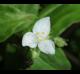 Tradescantia fluminensis