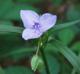 Tradescantia hirsutiflora