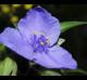 Tradescantia hirsutiflora